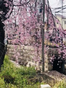桜🌸祭り  期間限定！サクラのシャンプーがお得
